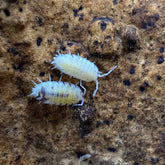 Porcellio Scaber Dalmatian